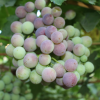 Pequeño productor de uva quiere continuar la herencia de "El Vencedor Chileno" en Alto del Carmen [FOTOS]